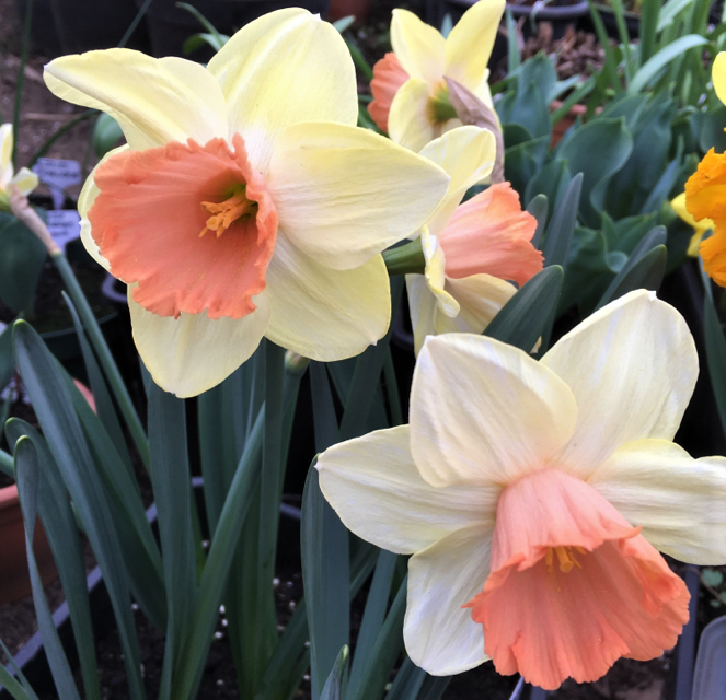 Daffodil Tickled Pinkeen